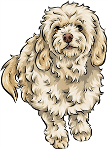 Cavapoo