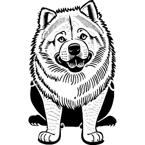 Chow Chow Dog