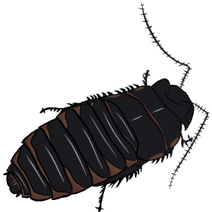 Curious Hissing Cockroach