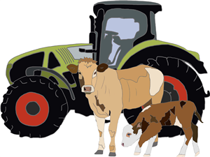 Tractor & Cows
