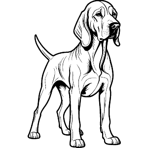 Bloodhound Dog