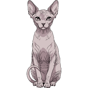Sphynx Cat