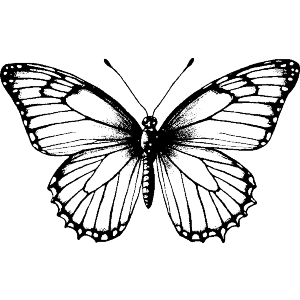 Open Winged Butterfly