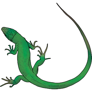Curled Green Lizard