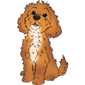 Cockapoo Puppy