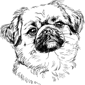 Pekingese Portrait