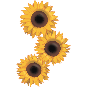 Three Sunflowers