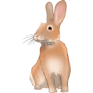 Sitting Rabbit