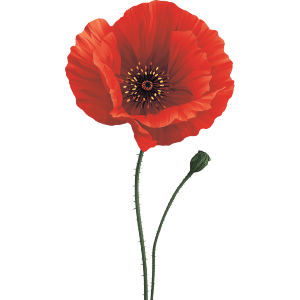 Simple Poppy Flower