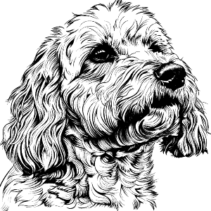 Cavapoo Dog Side View