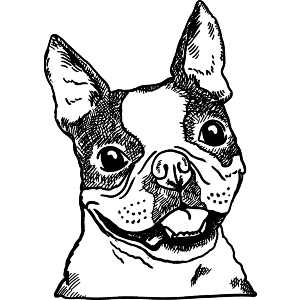 French Bulldog Face 