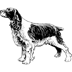 Spaniel Breed Dog