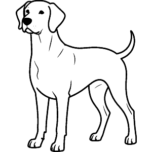 Weimaraner Dog