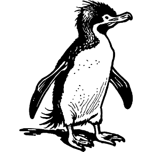 Southern Rockhopper Penguin