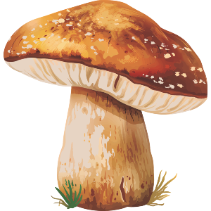 Porcino Mushroom