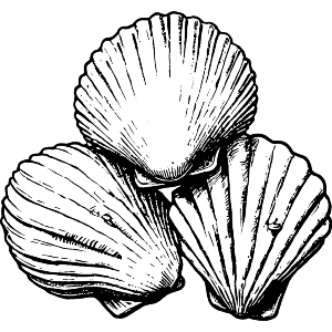 Three Seashells