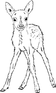 Fawn