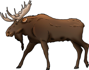 Bull Moose