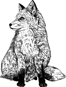 Sitting Fox