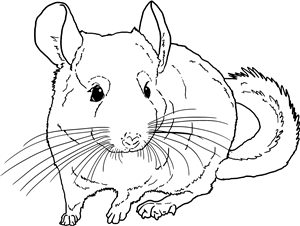 Chinchilla