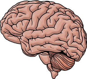 Brain