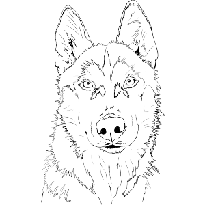 Husky Dog Portrait