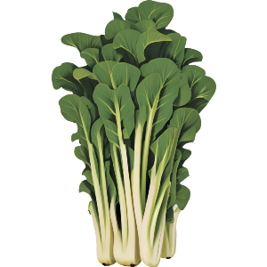 Pak Choi