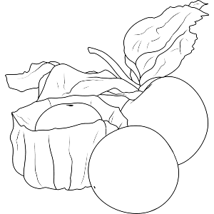 Physalis Fruit