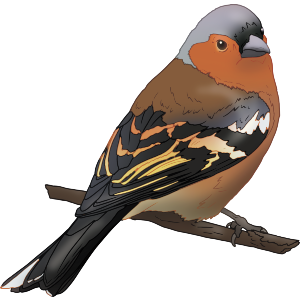Eurasian Chaffinch