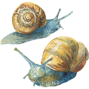 Two Snails