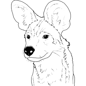 African Wild Dog Face