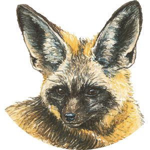 African Bat-Eared Fox