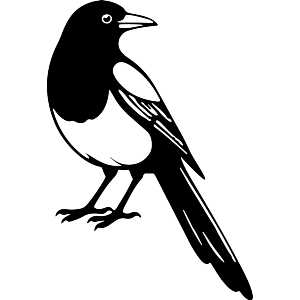 Magpie Looking Back