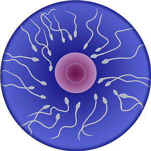 Egg & Sperm