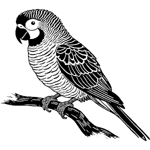Parrot Sitting on Branch
