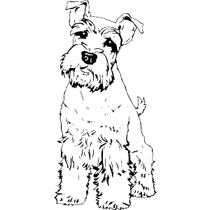 Schnauzer Puppy