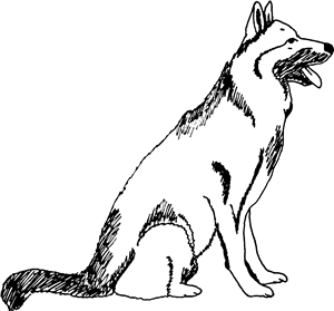 German Shepherd