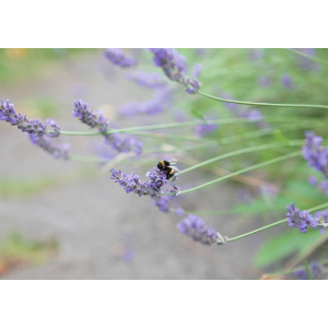 Small Busy Bee On Wild Lavender
