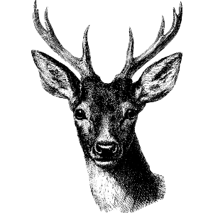 Red Deer Portrait