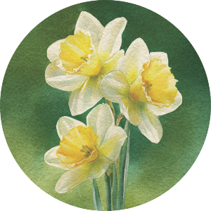 Daffodils in Bloom