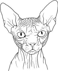 Sphynx Cat