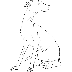 Elegant Italian Greyhound