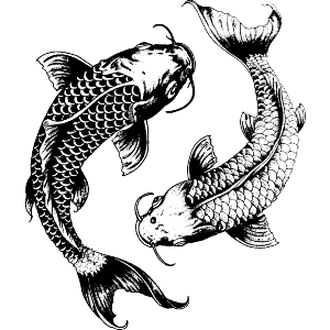 Couple of Koi Fish