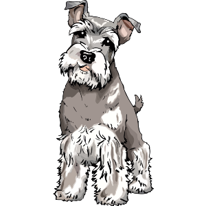 Schnauzer Puppy