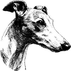 Greyhound Portrait