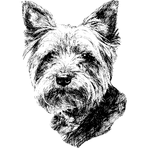 Yorkshire Terrier Portrait