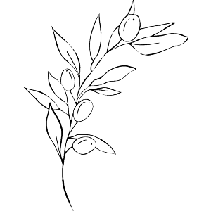Olive Branch