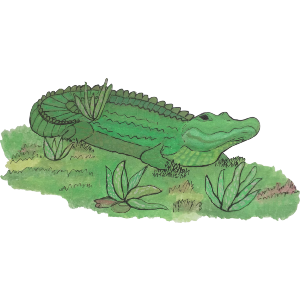 alligator