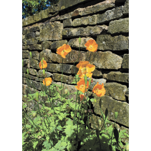 Vibrant Orange Poppies Against a Stone Wall