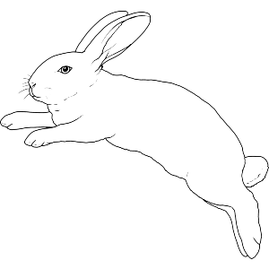 Leaping White Rabbit
